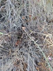 Stephanomeria cichoriacea