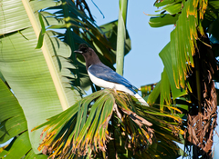 Curl-Crested Jay photo 3