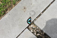 Archaeoprepona demophon