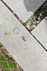 Archaeoprepona demophon