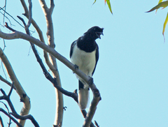 Curl-Crested Jay photo 4