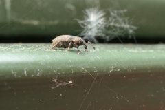 Chalepistes aequalis