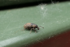 Chalepistes aequalis