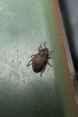 Chalepistes aequalis