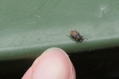 Chalepistes aequalis