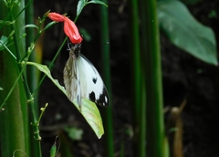 Pieriballia