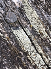 Lecanora conizaeoides