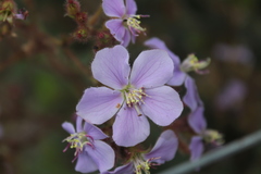 Chaetogastra gracilis