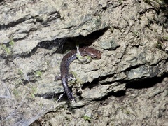 Plethodon dorsalis