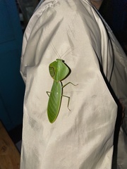 Choeradodis rhombicollis