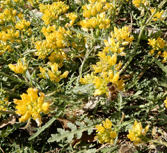 Rorippa sinuata