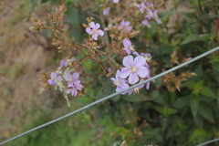 Chaetogastra gracilis