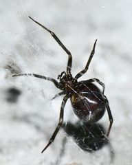 Steatoda
