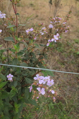 Chaetogastra gracilis