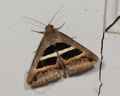 Grammodes geometrica