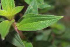 Chaetogastra gracilis