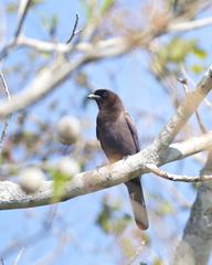 Purplish Jay photo 2