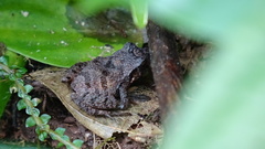 Craugastor stejnegerianus