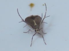 Schreckensteinia erythriella