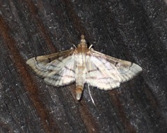 Marasmia cochrusalis