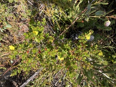 Hibbertia monogyna