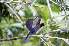 Purplish Jay photo 3