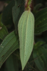 Chaetogastra gracilis