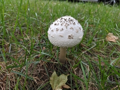 Chlorophyllum molybdites
