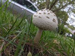 Chlorophyllum molybdites