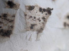 Chlorophyllum molybdites