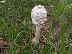 Chlorophyllum molybdites