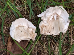 Chlorophyllum molybdites