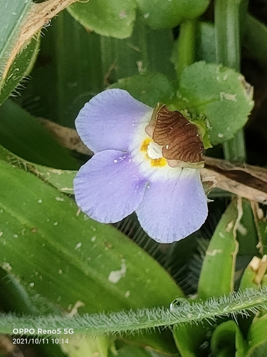 Image of Yamazakia pusilla by (c) Ong Jyh Seng, some rights reserved (CC BY-SA)