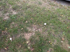 Chlorophyllum molybdites