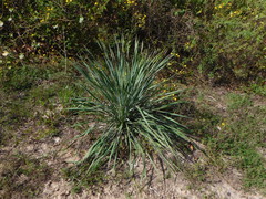 Yucca louisianensis