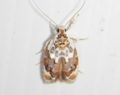 Piloprepes gelidella