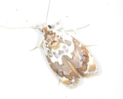 Piloprepes gelidella