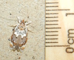 Piloprepes gelidella