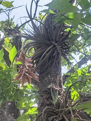 Tillandsia didisticha