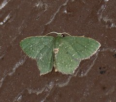 Chloropteryx nordicaria