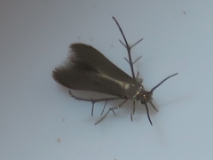 Schreckensteinia erythriella