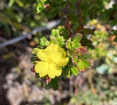 Hibbertia monogyna