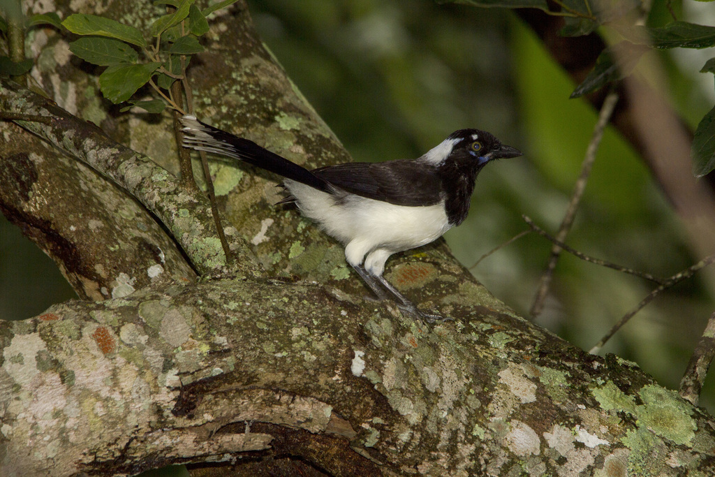 White-Naped Jay