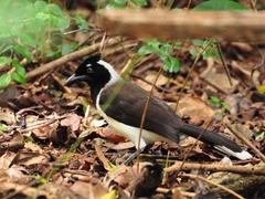 White-Naped Jay photo 3