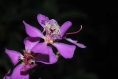 Tibouchina bipenicillata