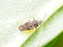 Leptoypha mutica