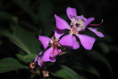 Tibouchina bipenicillata