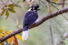 Tufted Jay photo 5