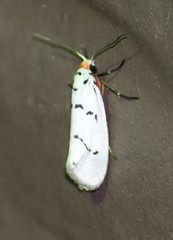 Enaemia atrolinea