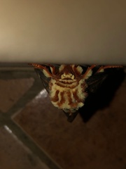 Citheronia brissotii